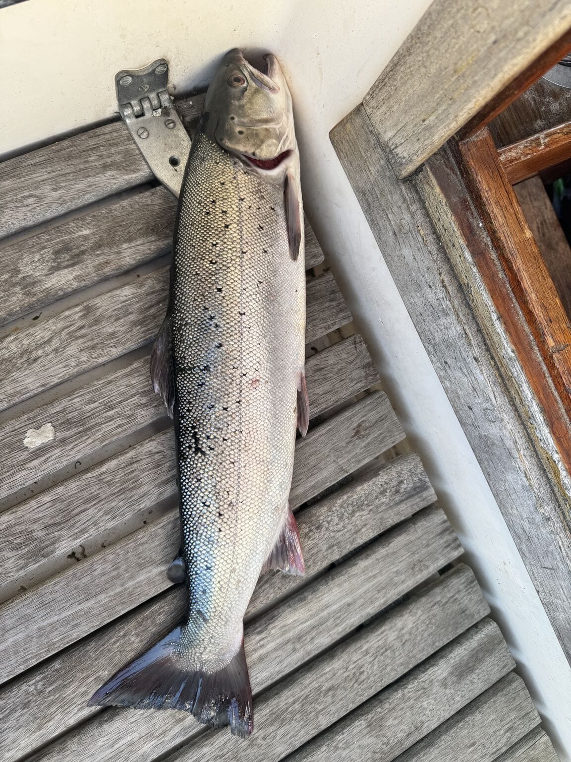 The sea trout that landed on deck at 3:41am